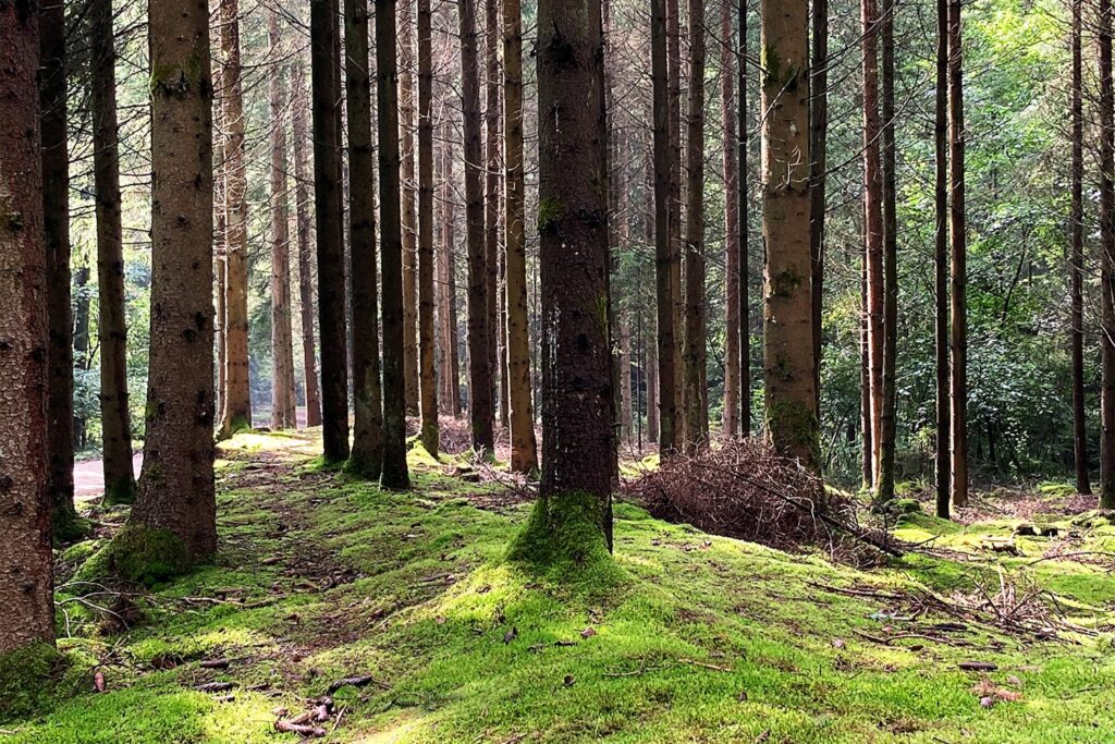 Nadelwald mit moosbedecktem Waldboden